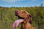 A Happy Looking Vizsla Dog (Hungarian Pointer) Standing in a Field with Wild Flowers