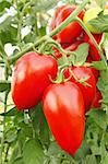 Bunch with elongated ripe red tomatoes in greenhouse