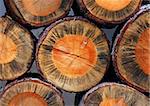Background of cross section of cut old trees in a pile