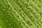 close up view of rain drop on the banana leaf