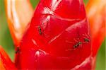 ants climbing a button heliconia flower in search of food