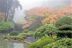 Foggy Morning at Japanese Garden by the Pond and Bridge in Fall