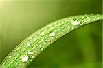 Green leaf with dews in