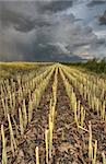 Stubble Field and Prarie Storm Canola Saskatchewan