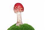 red growing from moss toadstool