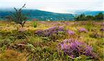 Autumn misty morning country foothills view with heather flowers (Lviv Oblast, Ukraine).