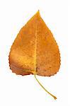 Fall leaf isolated on white background.