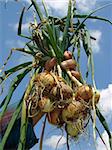 hand holding onions bunch against blue sky