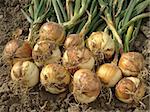 some onion bulbs with tops on the ground
