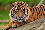 Beautiful male tiger crouching on a rock ready to pounce