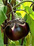 young eggplant fruit growing in the garden