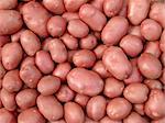 fresh harvested pink potato tubers