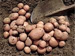 harvested pink potato tubers and spade on the ground