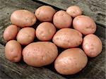 resh harvested pink potato tubers