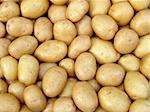 fresh harvested yellow potato tubers