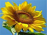 yellow sunflower against blue sky