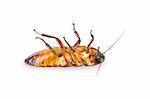 Madagascar cockroach, lying on his back. Isolated on white.