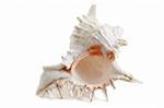 Murex Ramouses sea shell isolated on white background
