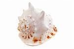 Cassis Cornuta sea shell isolated on white background