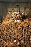 Basket of freshly laid  eggs lying on straw in the barn