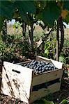Crate of grapes in vineyards. Red grape
