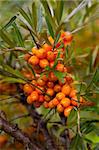 Close-up of delicious and healthy ripe sea-buckthorn berries