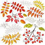 Set abstract design autumn floral element on white (vector)