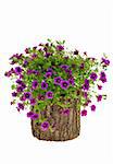 Petunia, Surfinia flowers on tree trunk over white background