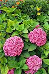 Flowering  Hydrangea macrophylla shrubs in garden