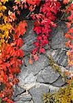 Red climbing plant on grey stone wall background