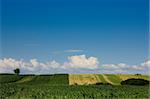 corn field against blue sky on a summer day