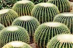 Cactus in Desert