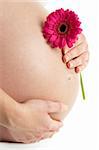 Pregnant Woman Holding Pink Gerbera Flower