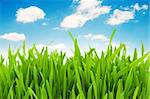 Green grass against blue sky