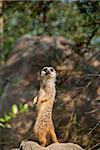 Meerkat or suricate, Suricata suricatta, small mammal belonging to the mongoose family