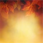 Autumn design background with colorful red and yellow leaves falling from the tree