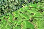 Rice terraces in Bali, Indonesia