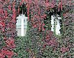 House wall, twined wild grapes, autumn colors.