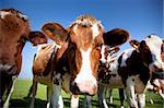 dutch cow with blue sky