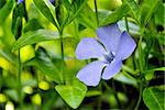 Periwinkle growing in the spring forest of green grass