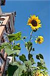 Brilliant sunflowers in summer