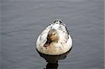 ducks on a lake