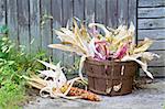 freshly harvested American Indian corn in a basket in front of a barn