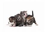 Adorable Cute Kittens on White Background