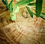 Summer olives nature background with fresh olive branch and olive wood