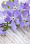 Beautiful blue flowers on wooden background. Natural light