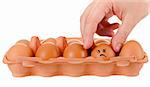 tray of chicken eggs on a white background