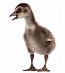 Hawaiian Goose, Branta sandvicensis, a species of goose, 4 days old, in front of white background