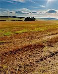 Rural Landscape - Harvested Agricultural Field and Blue Sky - hdr