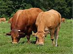 limousine bull with cow peaceful grazing together